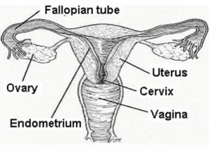 What are Female Reproductive System