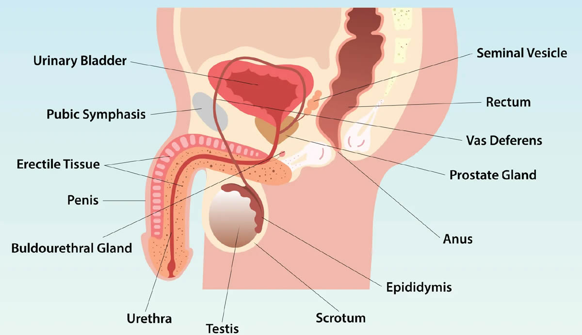 CBC Grade 7 Notes in Kenya-Parts of male reproductive system