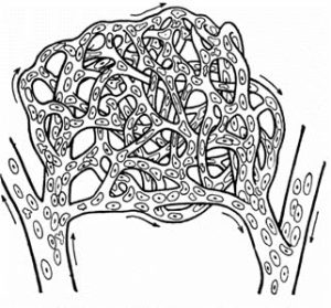 What are Capillaries