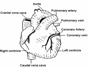 Definition of Circulatory system?