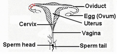 CBC Grade 7 Notes in Kenya-What is the process of fertilization?