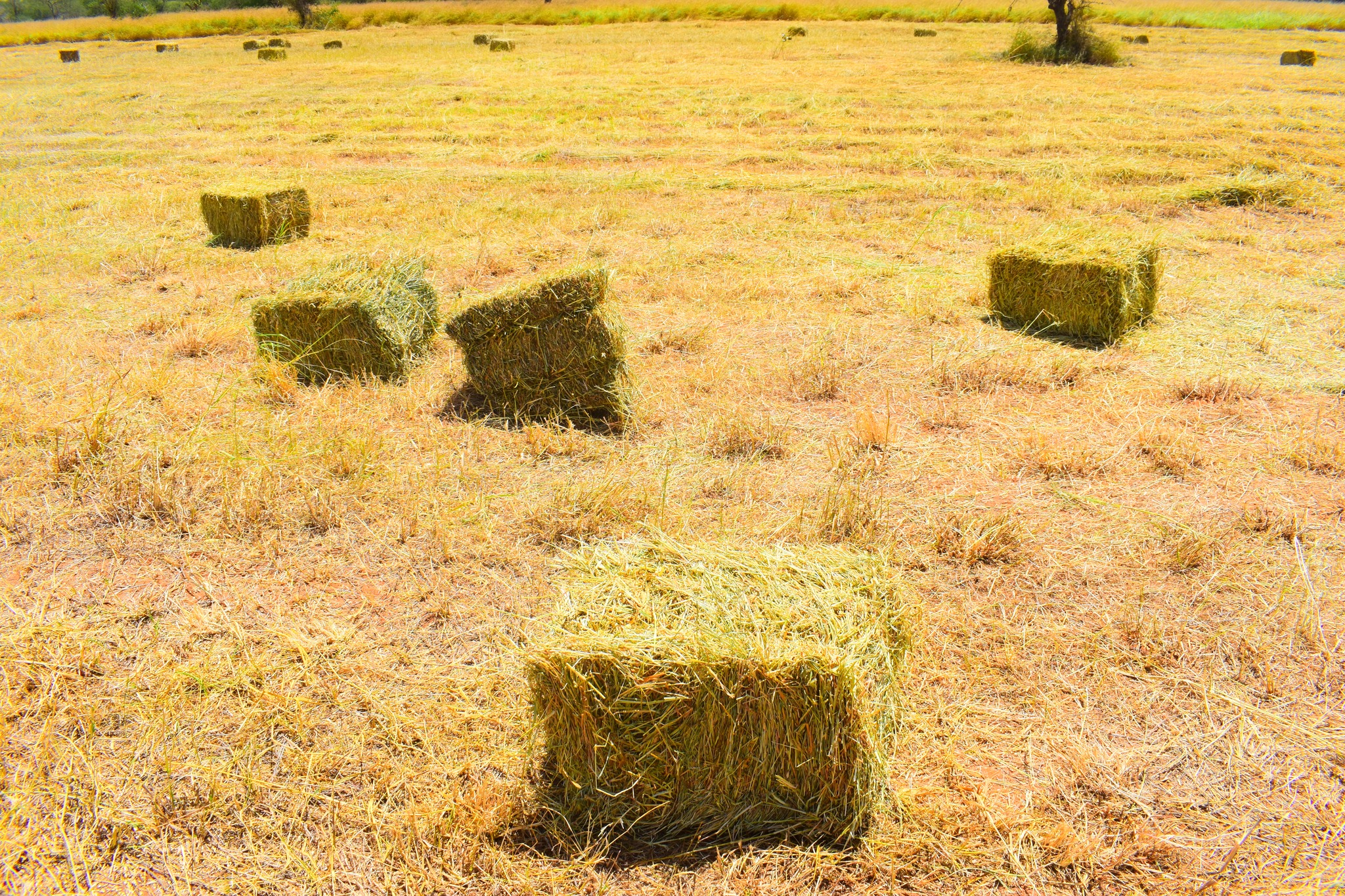 CBC Grade 9 Notes in Kenya-What Are Methods of Hay Conservation?