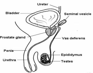 CBC Grade 7 Notes in Kenya-Parts of male reproductive system