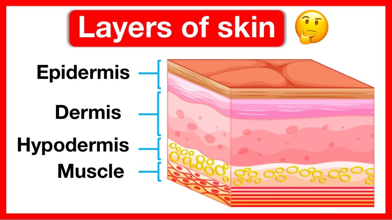 What is the Function of Skin?