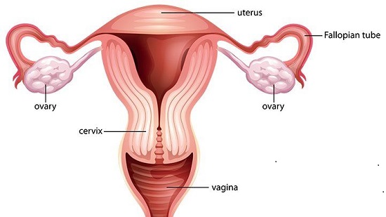 CBC Grade 7 Notes in Kenya-Parts of male reproductive system