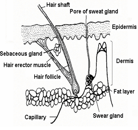 CBC Grade 7 Notes in Kenya. Dermis skin Layer